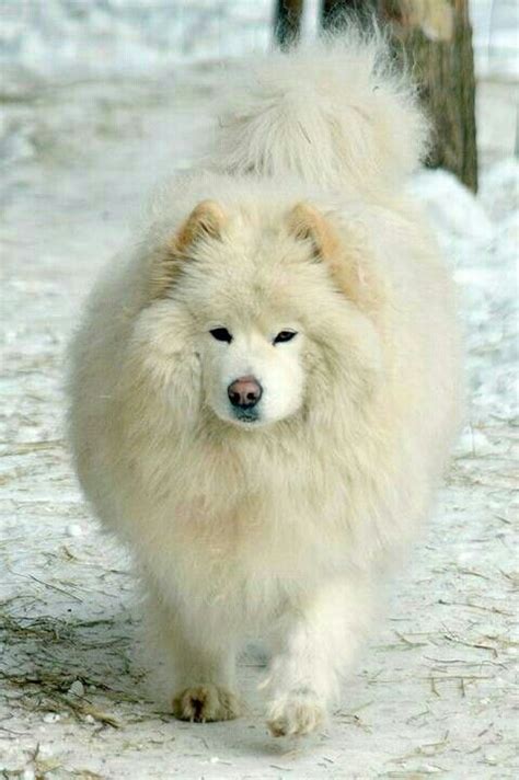 polar bear dog|polar bear dog pictures.